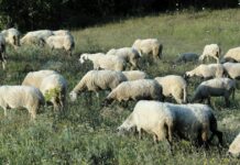 Αιτωλοακαρνανία: Τρία κρούσματα ευλογιάς τον Μάιο -ΥΠΑΑΤ: «Κανένας εφησυχασμός το καλοκαίρι»