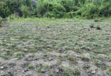Φυτεία κάνναβης εντοπίστηκε από το Τμήμα Δίωξης Ναρκωτικών της Υ.Δ.Ε.Ε. Ηγουμενίτσας σε περιοχή των Ιωαννίνων