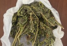 Σύλληψη για καλλιέργεια και διακίνηση ναρκωτικών στο Μεσολόγγι